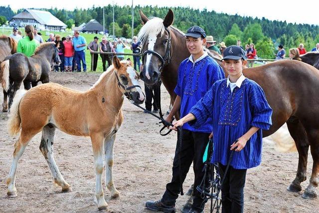 Fotos: Fohlenschau 2016 in St. Mrgen