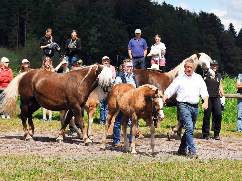 Fohlenschau 2016: Eine perfekte Veranstaltung mit 71 Fohlen und ihren Mttern im Rossfestjahr in St. Mrgen. Foto: Wolfgang Scheu