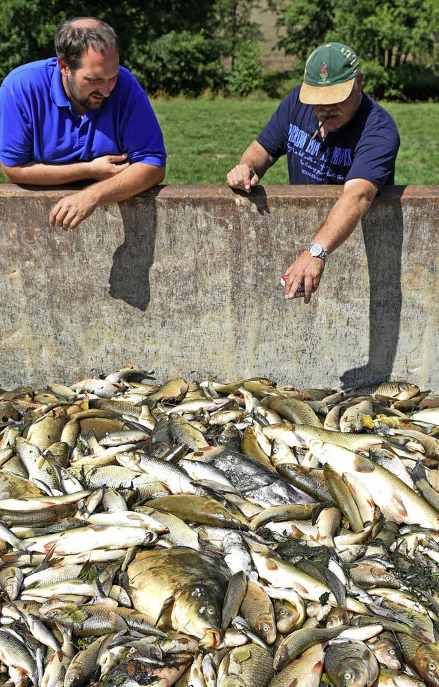 Tote Fische, 2015 aus der  Jagst geholt   | Foto: dpa