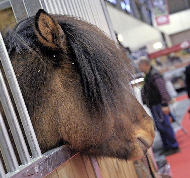 Pferdesportmesse Hippologica  | Foto: Teresa Fischer
