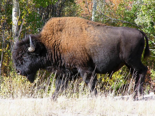 Ein Bison in Nord-Kanada (Symbolbild)  | Foto: Annemarie Rsch