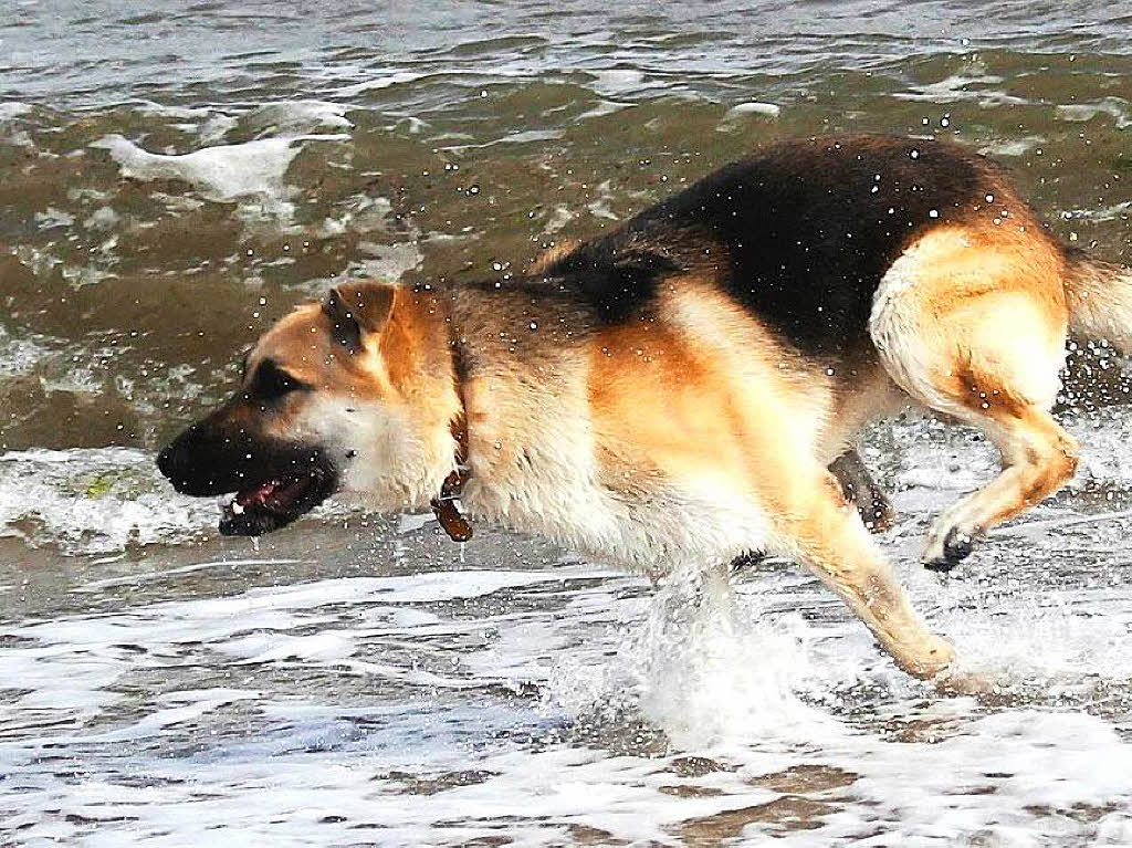 „Hunderennen am Strand von Giens“Fotografin: Simone KirrmannBZ-Fotosommer, Thema: Wasser
