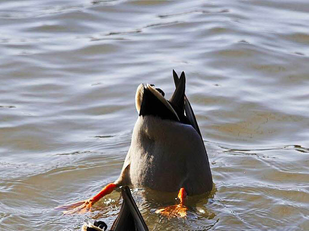 „Gemeinsames Tauchen der Enten im Rhein“ Fotografin: Simone Kirrmann,BZ Fotosommer, Thema: Wasser