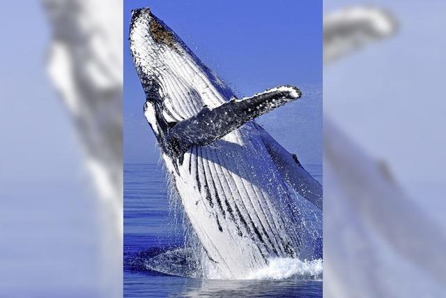 Lärm von Schiffen lässt Buckelwale hungern