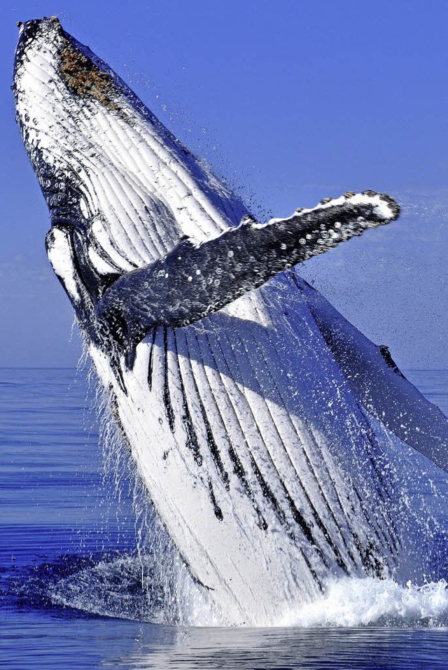 Buckelwal beim Sprung aus dem Wasser   | Foto: bz