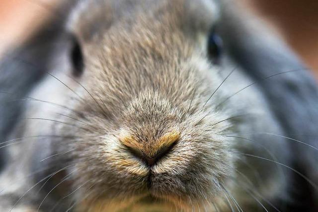 Infektion: In Freiburg grassiert die Kaninchenpest