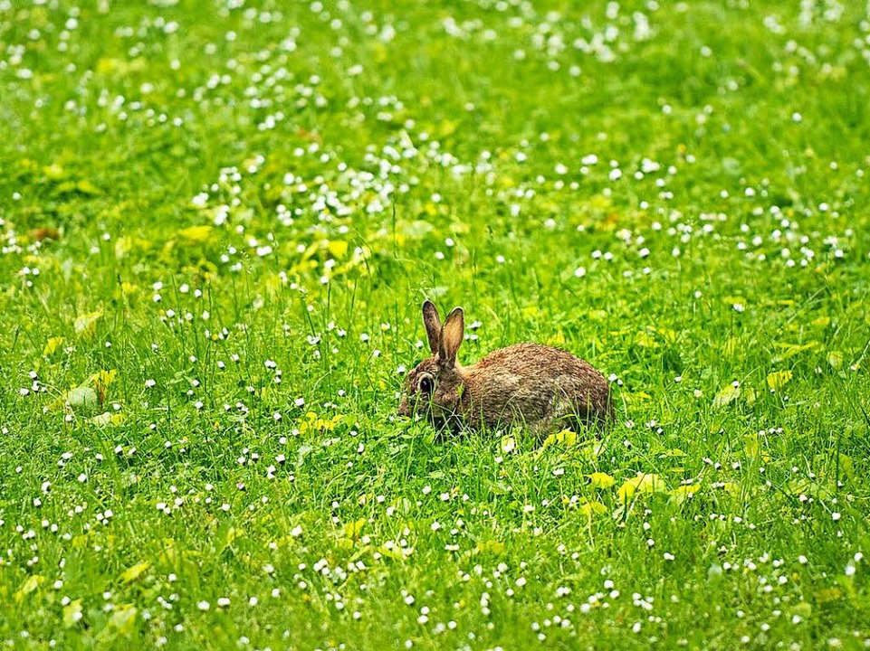 Ein Kaninchen in freier Wildbahn (Symbolbild)  | Foto: dpa