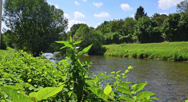 Die Wiese ist ein Stck Heimat. Vom Be...agen. Diese Arten sind eingeschleppt.   | Foto: Maja Tolsdorf