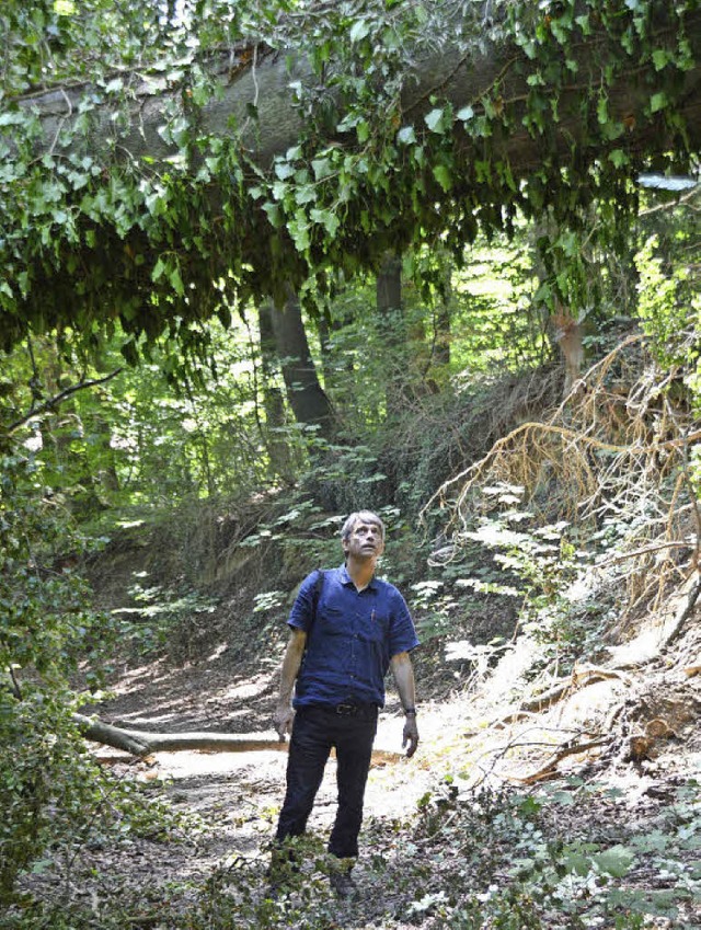 Ein mit Efeu umrankter Baum ist umgest...Urwald. Boris Krause schaut genau hin.  | Foto: Horatio Gollin