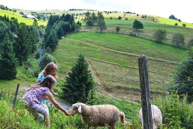 Kinder lernen in Stohrenschule Umgang mit Schafen