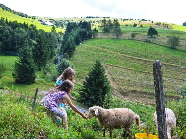 Die Schler fttern und trnken die Schafe...   | Foto: Gabriele Hennicke