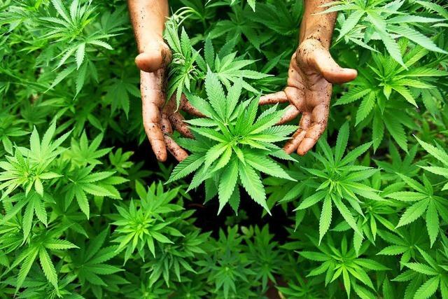 Sollen der Besitz und der Konsum von Cannabis legalisiert werden?