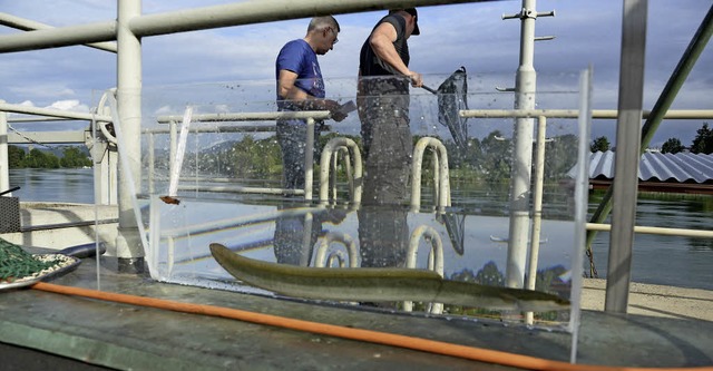 An der Fischtreppe des Rheinkraftwerks... wo die Reuse jeden Tag geleert wird.   | Foto: Anika Maldacker