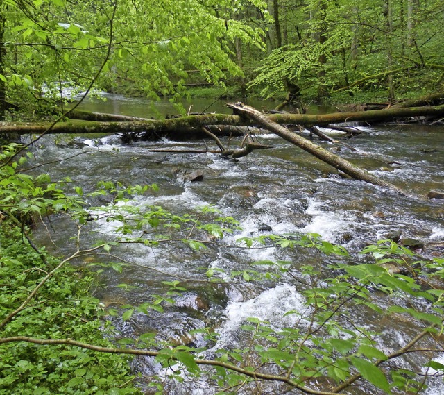 Wildromantisch: Im Steina-Biotop Urwal...loch brten Eisvogel und Wasseramsel.   | Foto: Privat