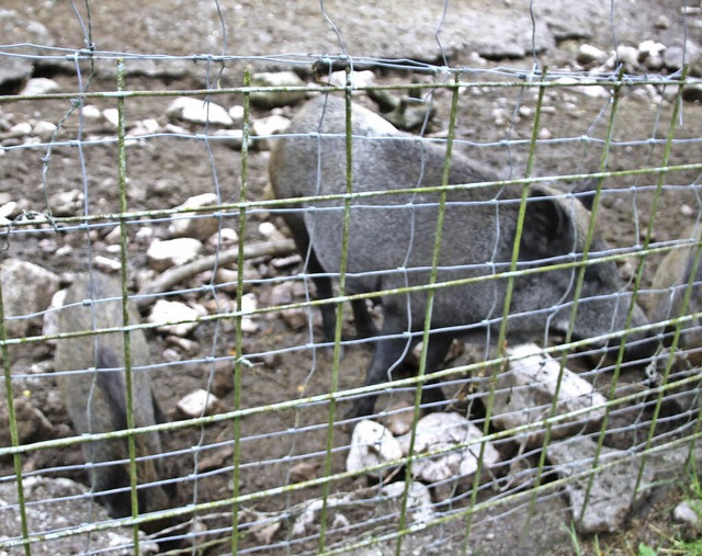 Wildschweine suhlen sich gerne im Schl...aun des Wildgeheges etwas Gelegenheit.  | Foto: Margrit Matyscak