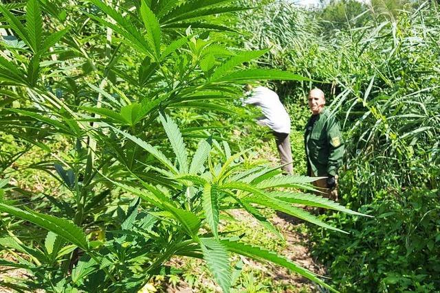 Fotos: Die Polizei sucht Marihuana in den Maisfeldern um Freiburg