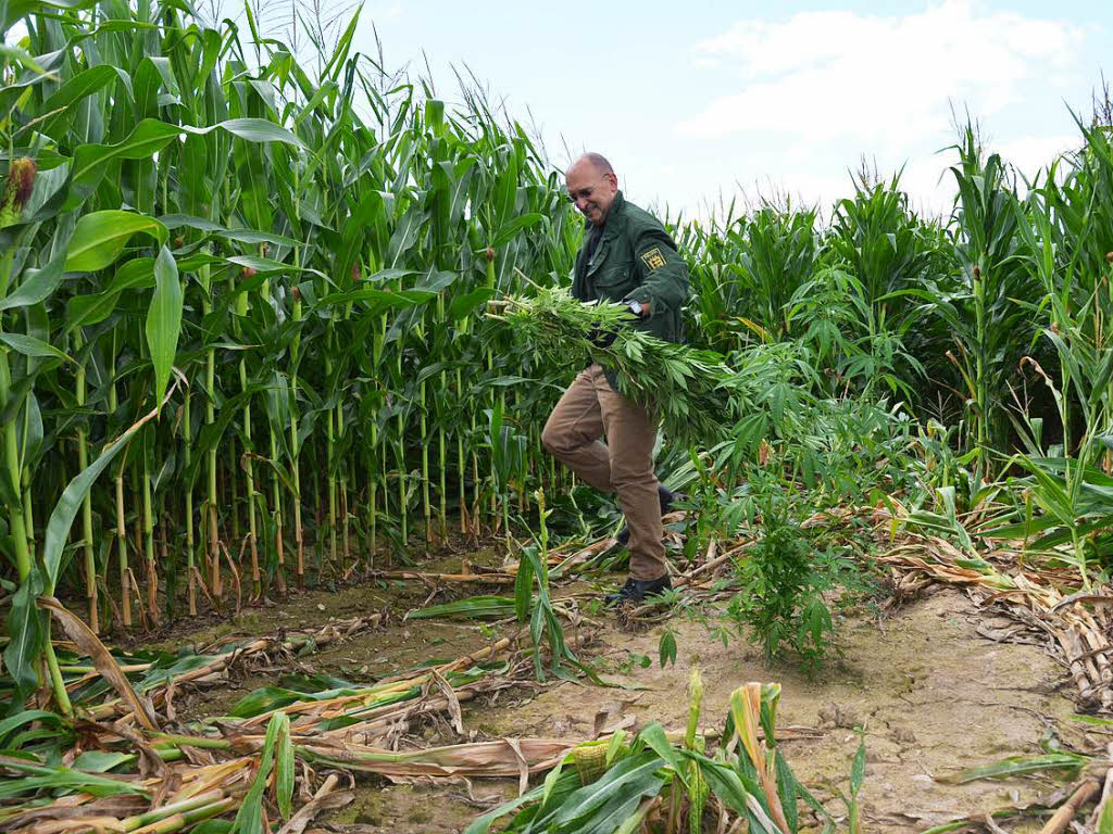 Um das Cannabis anzubauen, werden von den unbekannten „Grasbauern“ viele Maispflanzen herausgerissen. Zum rger der Landwirte.