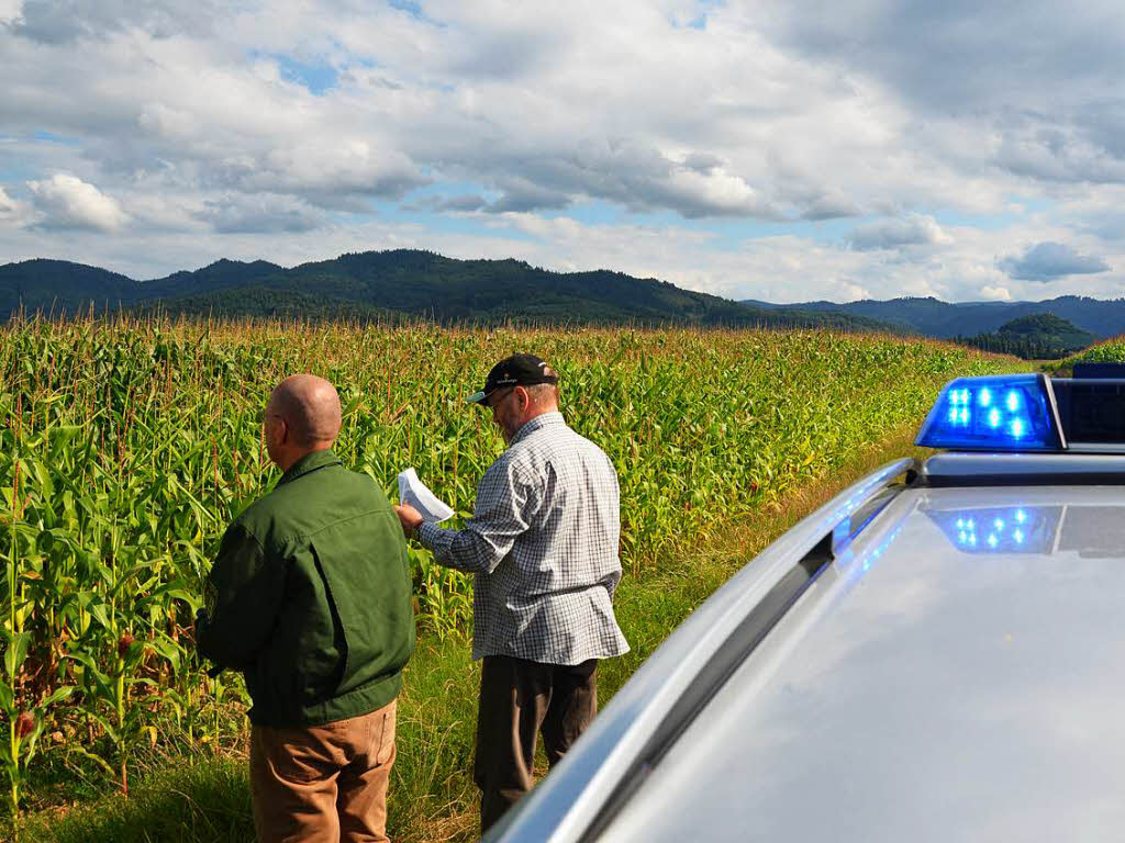 Die Polizei hat rund um den Schnberg mehrere Hanfplantagen ausgemacht. Viele Pflanzen sind in den Maisfeldern oder im Dickicht am Waldrand versteckt.