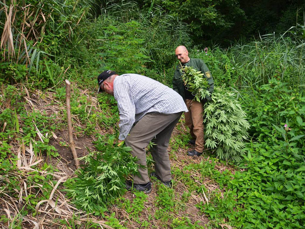 Die Polizei hat rund um den Schnberg mehrere Hanfplantagen ausgemacht. Viele Pflanzen sind in den Maisfeldern oder im Dickicht am Waldrand versteckt.