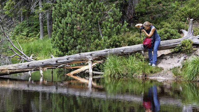 Die Natur ist sich selbst berlassen. Szene am Ufer des Wildsees bei Seebach.  | Foto: Patrick Seeger (dpa)