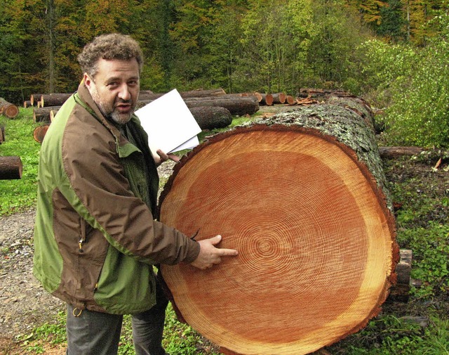 Solche Prachthlzer wie diese Douglasi...rs Herbert Stiefvater hher schlagen.   | Foto: Manfred Lange