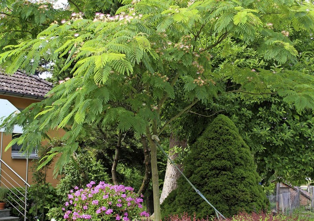 Aus dem kleinen Pflnzchen ist ein groer Baum geworden.  | Foto: Cremer