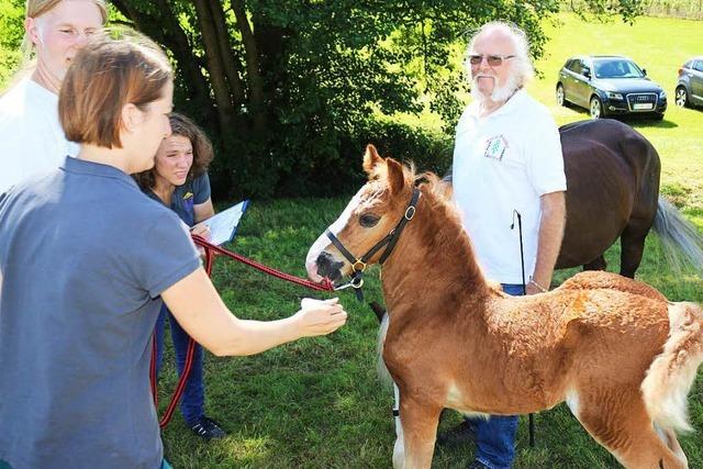 Fotos: Rossfest im Kohlenbachtal