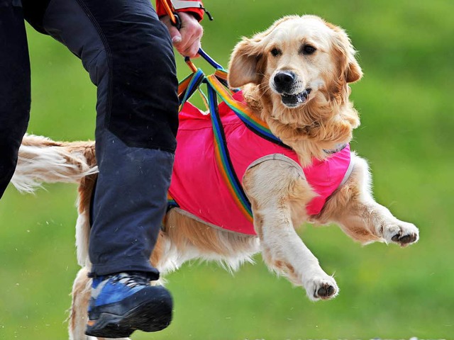 Auch Hunde  wurden in Breisach bei der...e nach dem vermissten Kind eingesetzt.  | Foto: dpa