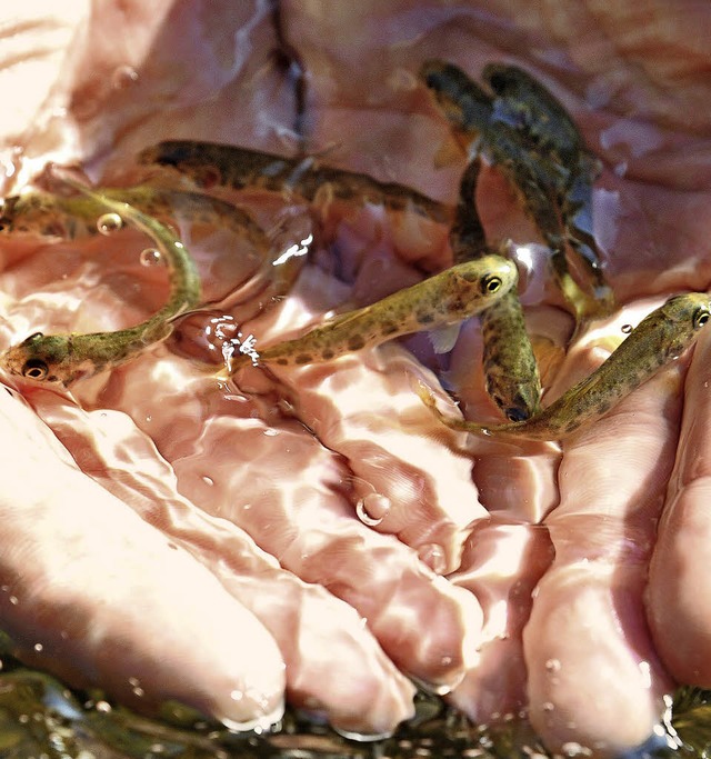 Beim Fischbesatz werden junge Tiere, h...t das ein wichtiges Steuerungsmittel.   | Foto: Michael Bamberger