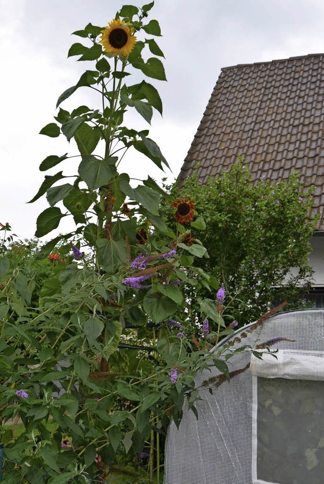 4,20 Meter hoch im Garten von Lotti un...t Brenneisen  wchst eine Sonnenblume.  | Foto: Sigrid Umiger