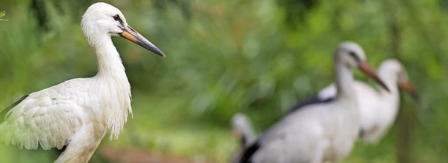 43 Jungstrche wurden 2016 im Zoo beringt.   | Foto: Torben Weber