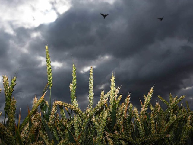 Getreide vor dunklem Himmel &#8211; um... eingebrochen, sagt der Verbandschef.   | Foto: dpa