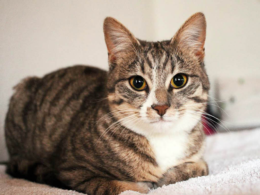 Katze Willi lebt in den schweizer BergenFotograf: Tilo WiesbachBZ Fotosommer, Thema: TiereISO 3200 – Blende 2,8 – 1/25 – Festbrennweite 24 mmBZ Fotosommer, Thema: Tiere