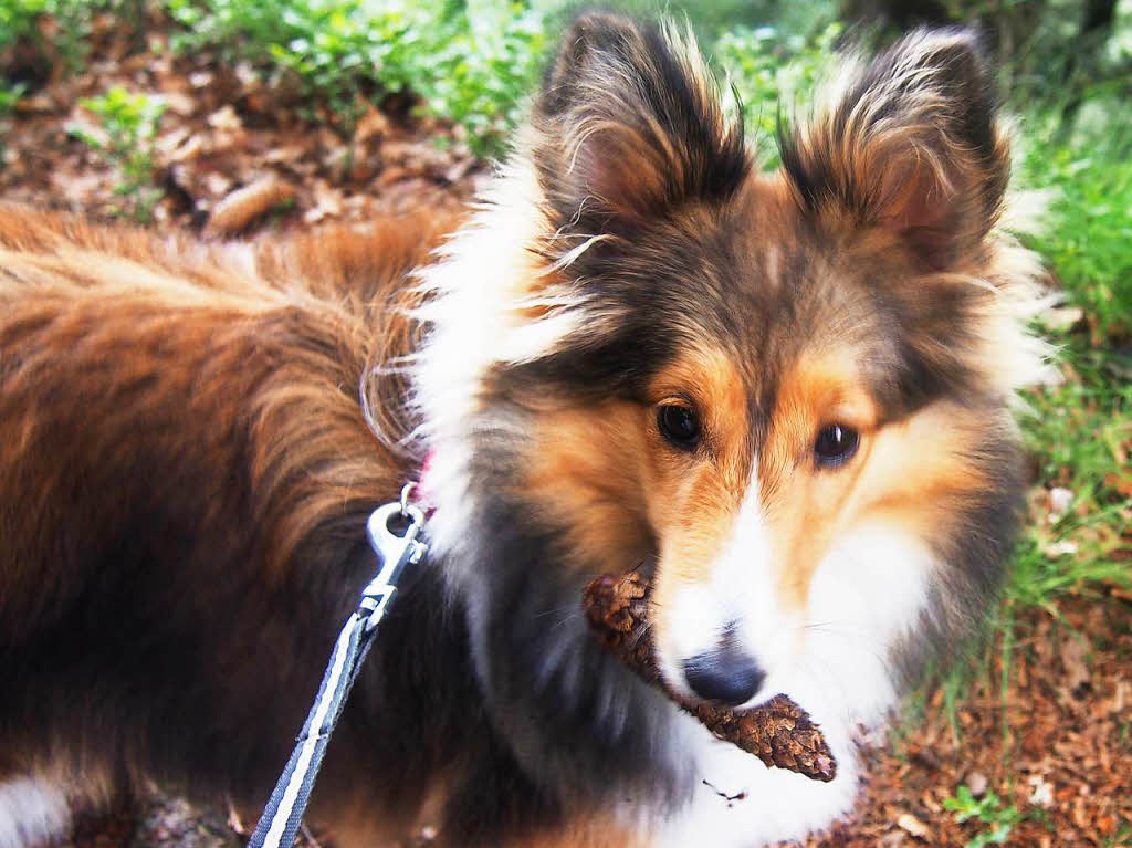 Malia (Sheltie) fr jeden Schabernack zu haben. Hier auf einer Wanderung mit Schillers aus WyhlenBZ Fotosommer, Thema. Tiere