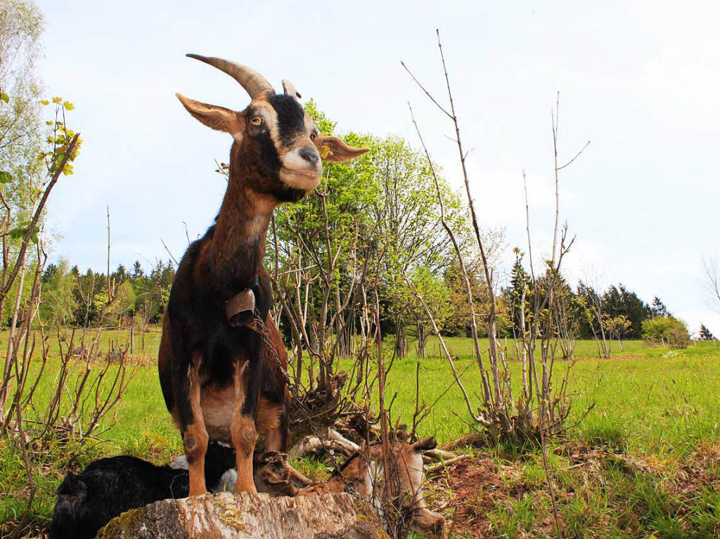 Eine neugierige Ziege vor dem Objektiv von Monika Kiefer aus Wembach. Fotografiert mit einer Canon A350 0ISBZ-Fotosommer: Tiere
