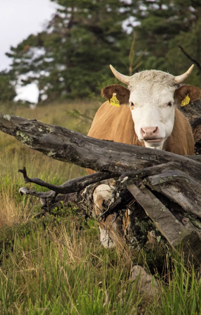 Am Wochenende kann man den Grindenweidetieren sehr nahe kommen.   | Foto: nationalpark