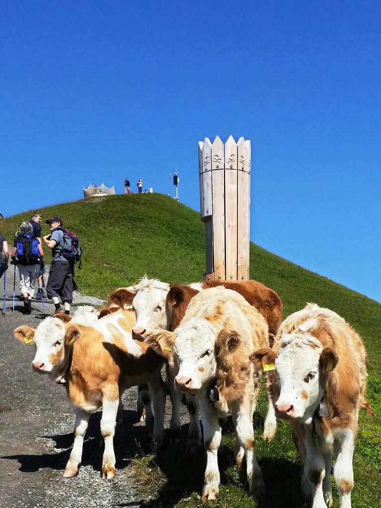 Empfangskomite auf dem Royal Walk zum Mnnlichen im Berner Oberlandfr Martina und Wilfried Promesberger ausRheinfeldenBZ-Fotosommer: Tiere