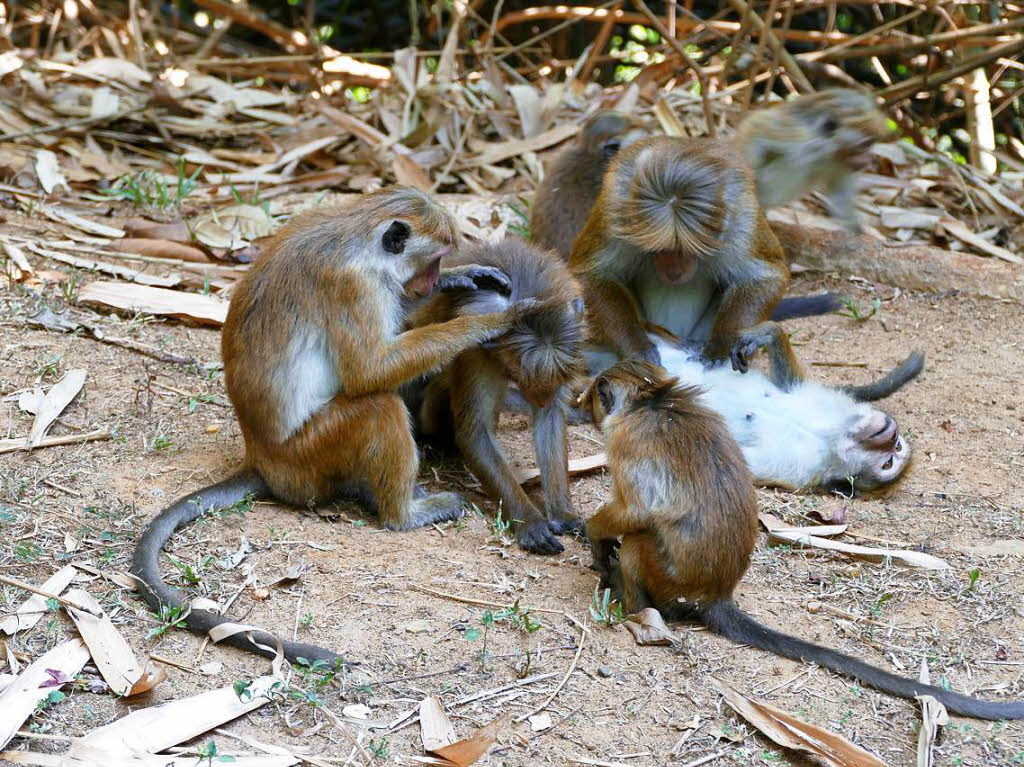 Krperpflege der Makaken im kniglichen botanischen Garten Peradeniya auf Sri LankaFotografiert von Willi Hesse, RheinfeldenBZ-Fotosommer: Tiere