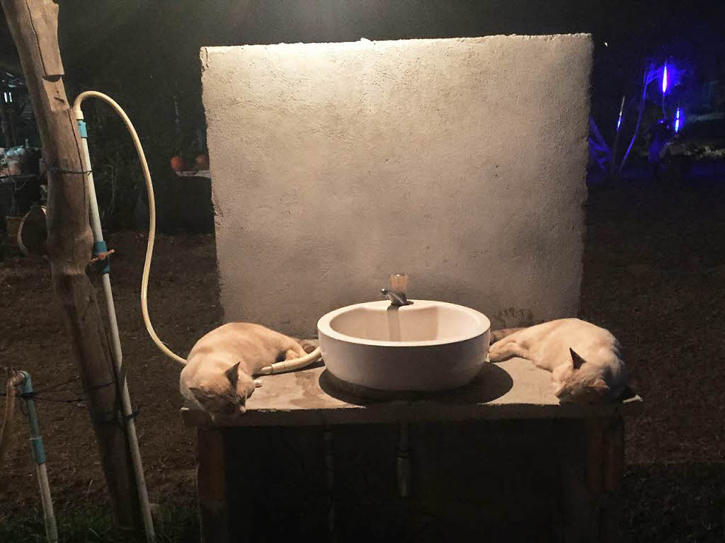 "Thailndische Handtcher" in einem Strandrestaurant auf Kho LantaFotografiert von Jrgen Winkler, RheinfeldenBZ-Fotosommer: Tiere