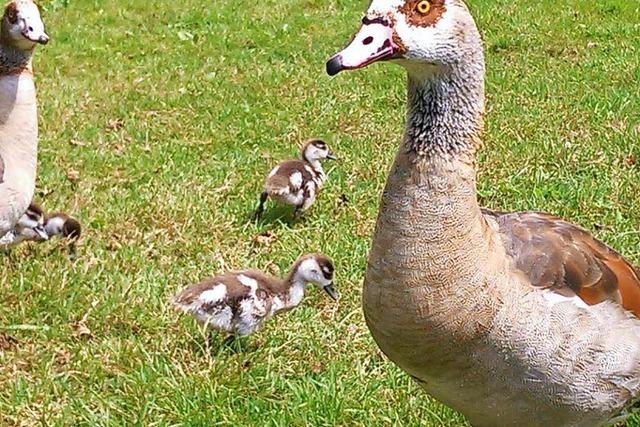 Fotos: Eine Familie Nilgnse geht am Nimburger See spazieren