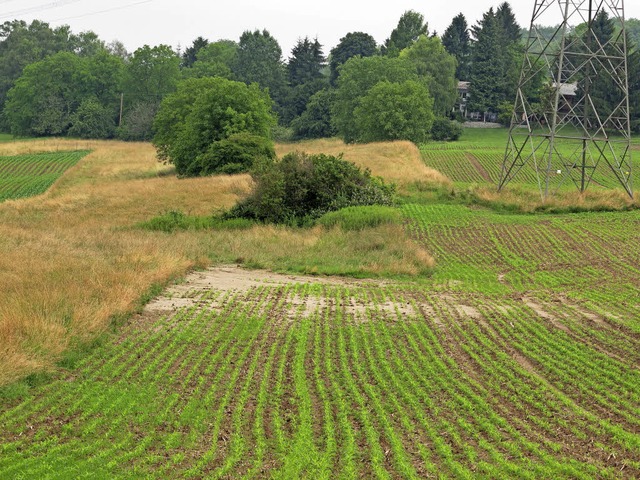 Ein breiter Grasstreifen kann als Brem...er aus einem  Maisfeld entgegenwirken.  | Foto: Jutta Schtz
