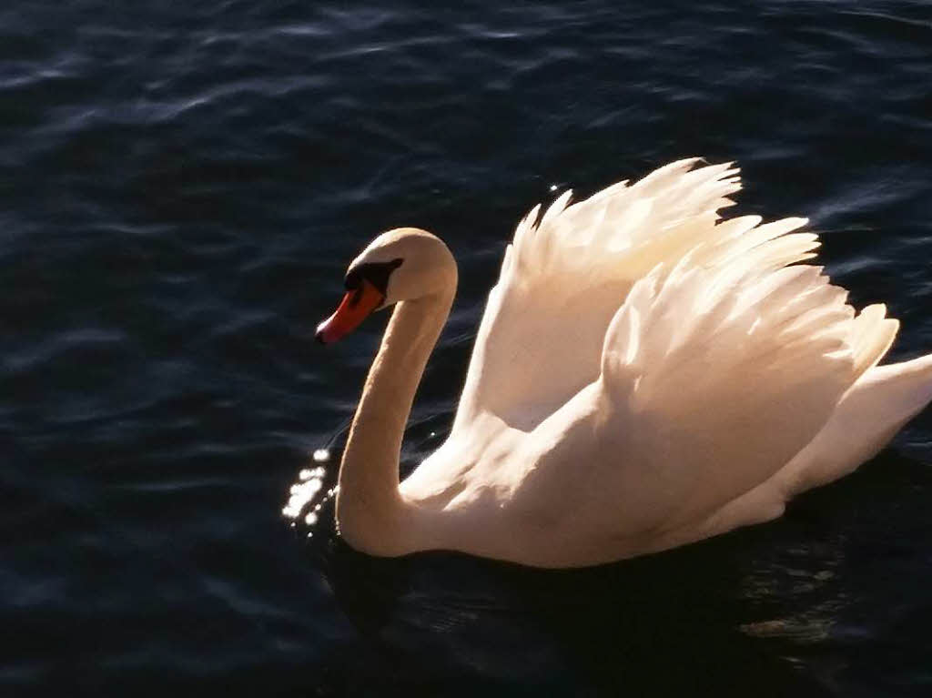 Der stolze Schwan bei Wehr-Brennet wurde von Wilfried Promesberger fotografiert.BZ Fotosommer, ThemaTiere