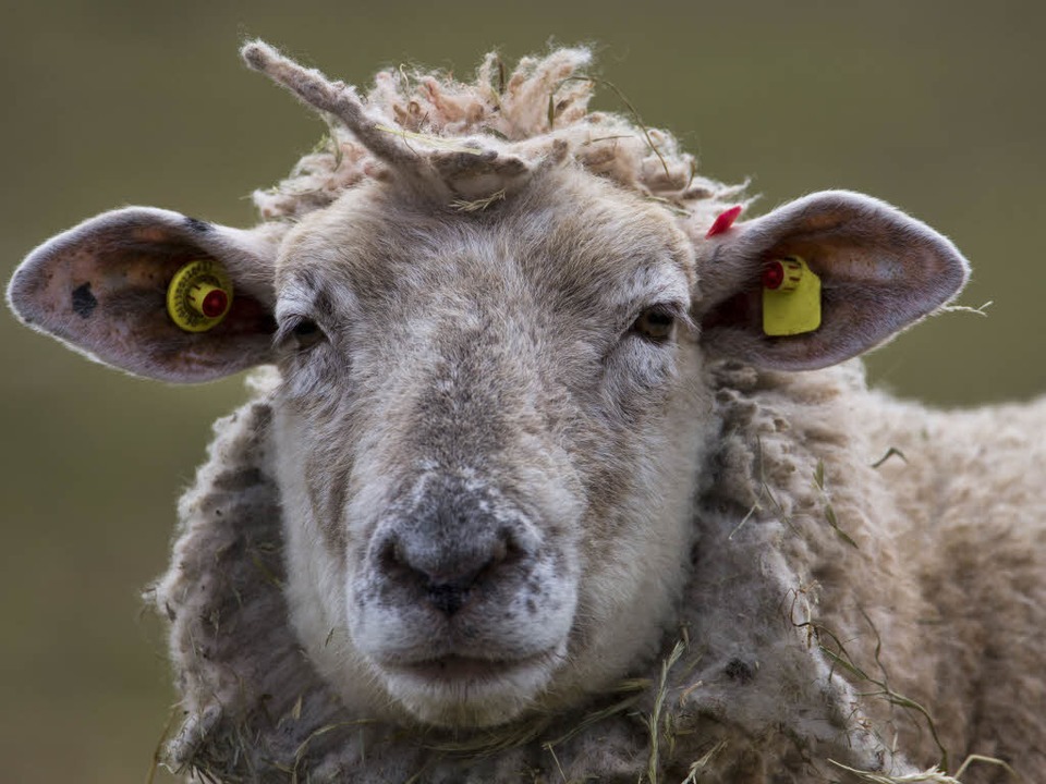 Ein Schaf hat einen Unfall in Nimburg verursacht.  | Foto: dpa