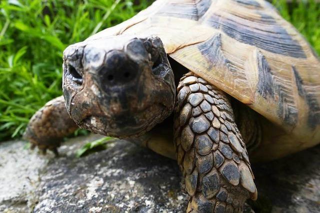 Landschildkröte entläuft in Wehr und legt 2,5 Kilometer zurück