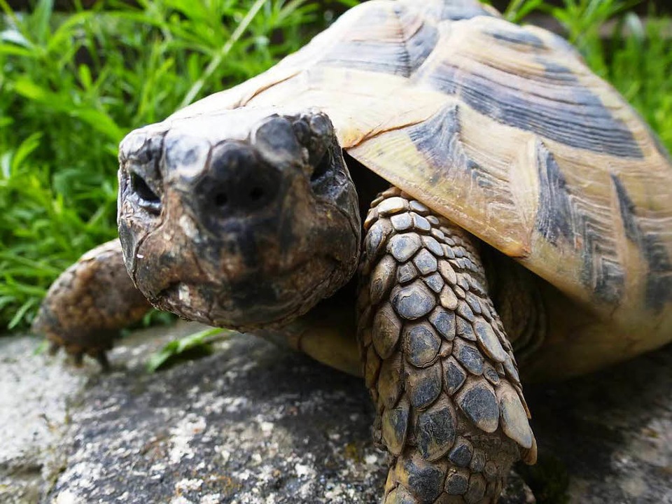 Eine Landschildkröte in Wehr legte in einer Woche 2,5 Kilometer zurück  | Foto: Evi Göbel