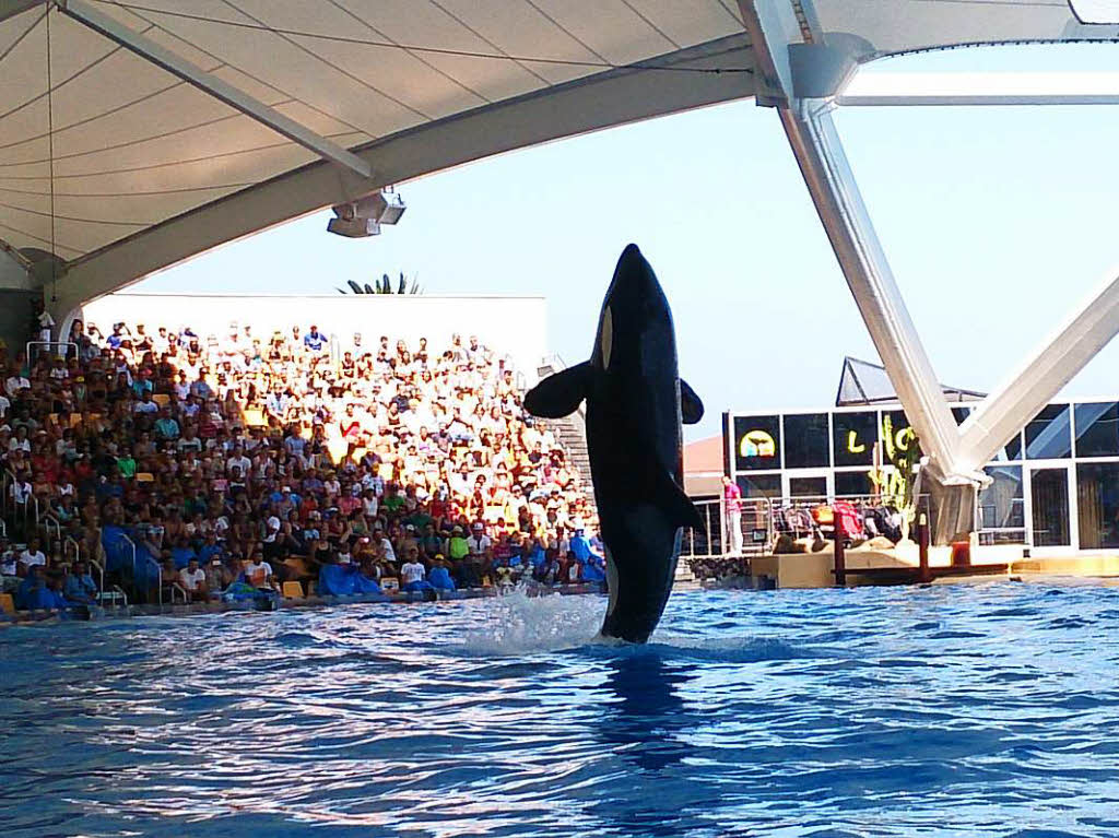 Die Orca Ocean Show im Loropark in Puerto de la Cruz auf Teneriffa.Besucht hat sie Miriam Fehrenbacher aus RheinfeldenBZ-Fotosommer: Tiere