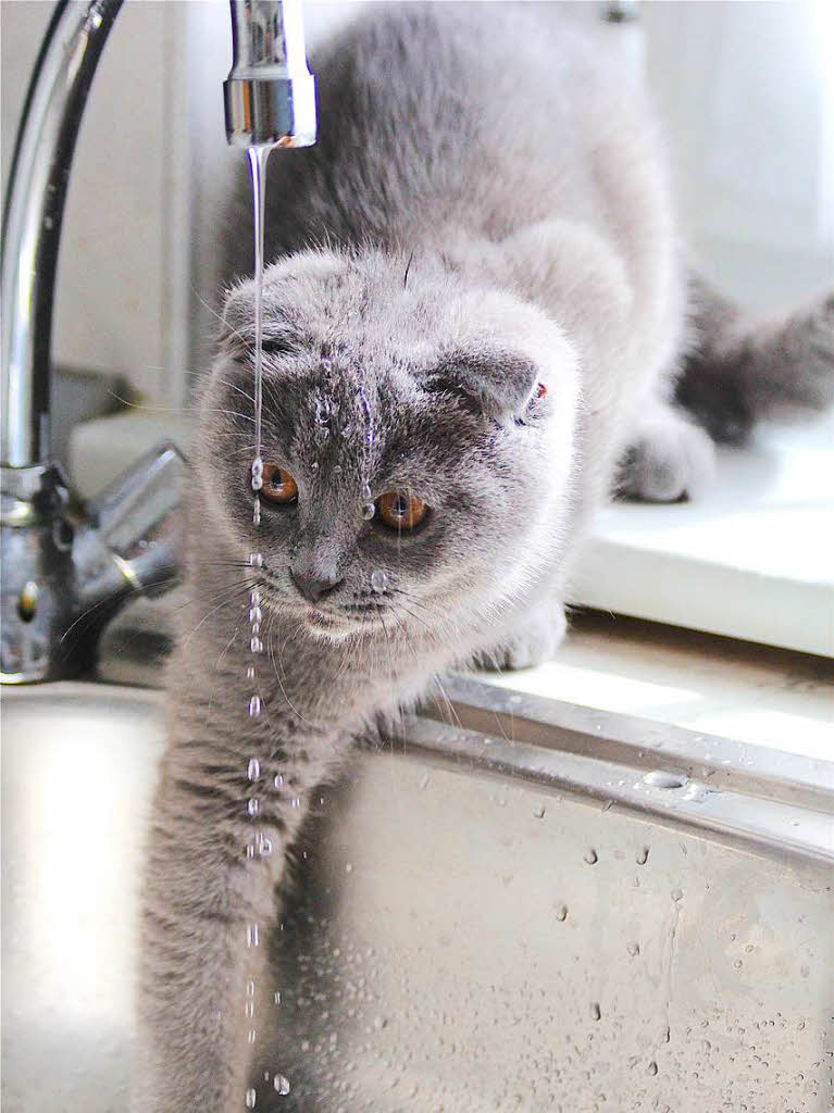 Die Katze der Tochter macht Urlaub bei Simone Kirrmann in Rheinfelden. Sie liebt das Spiel mit den Tropfen aus dem Wasserhahn.BZ-Fotosommer: Tiere