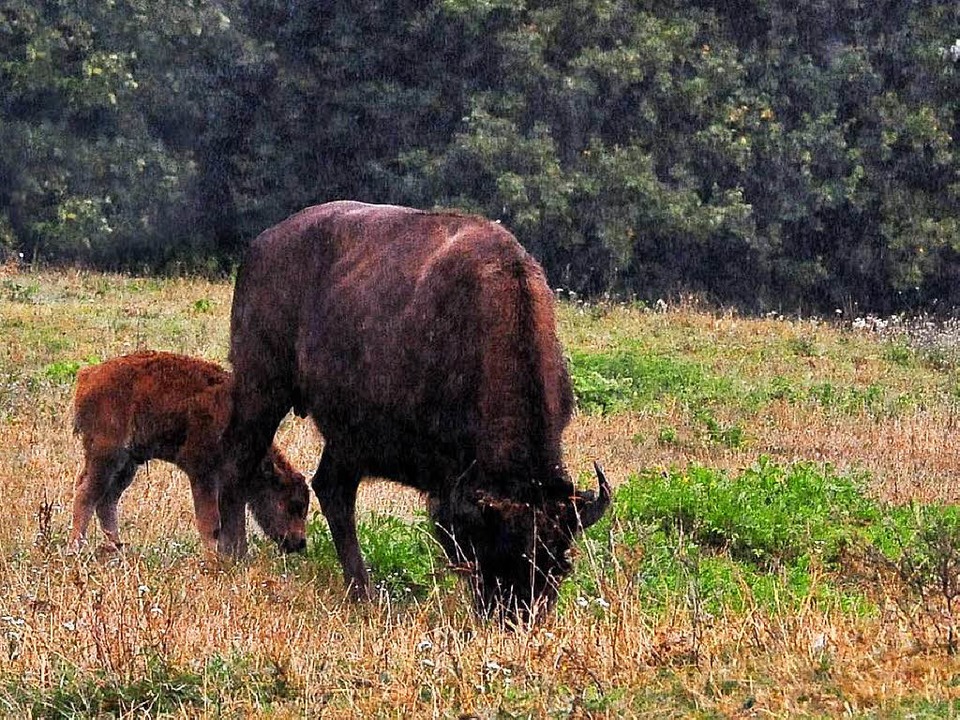 Das kleine Bisonkalb mit seiner Mutter auf der Weide auf dem Mundenhof.  | Foto: Thomas Kunz