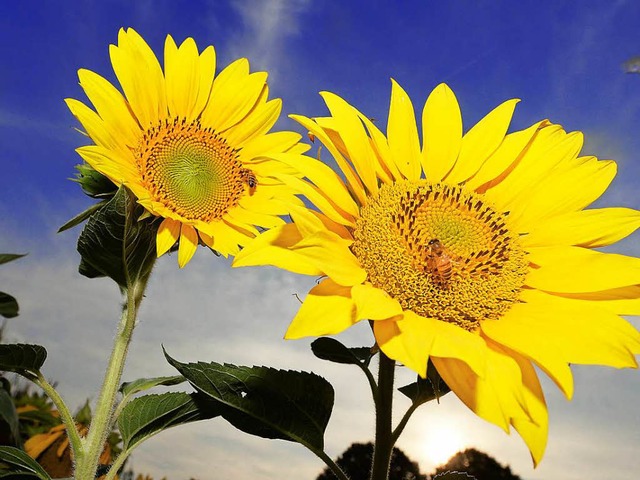 Zum Wachsen brauchen sie mglichst viel Sonnenenergie &#8211; die Sonnenblumen.  | Foto: dpa