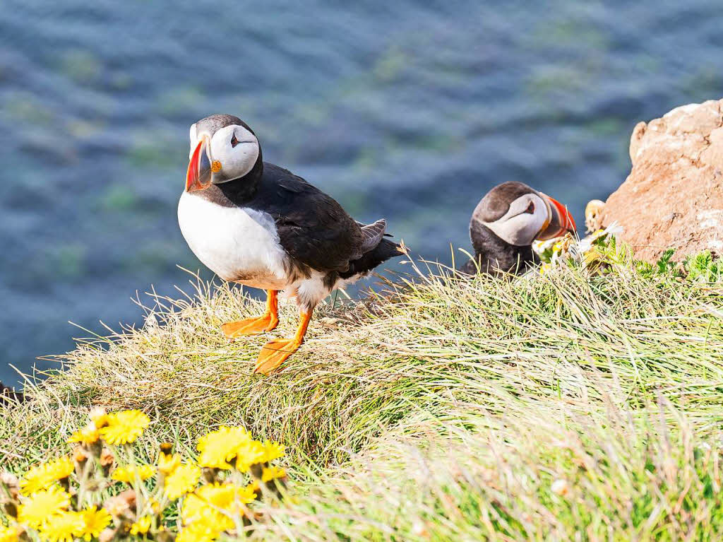 Das Bild entstand am Vogelfelsen in Ltrabjarg in Island, wo sich jedes Jahr die Papageientaucher zum Brten einfinden. Fotograf Christian Kammans lag direkt am Rand der Steilkste und hatte so diesen herrlichen Blick auf diese lustigen Kerle.